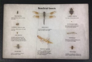 Entomology2