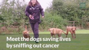 Cancer Detecting Dogs