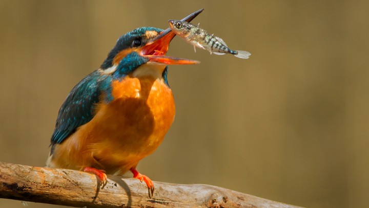 Kingfisher with Stickleback fish